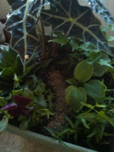 Build a Mini Minecraft Forest from Albuquerque Moms Blog