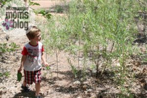 coyote willow