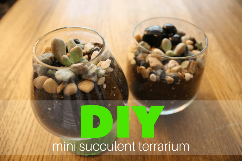 DIY mini succulent terrarium albuquerque moms blog