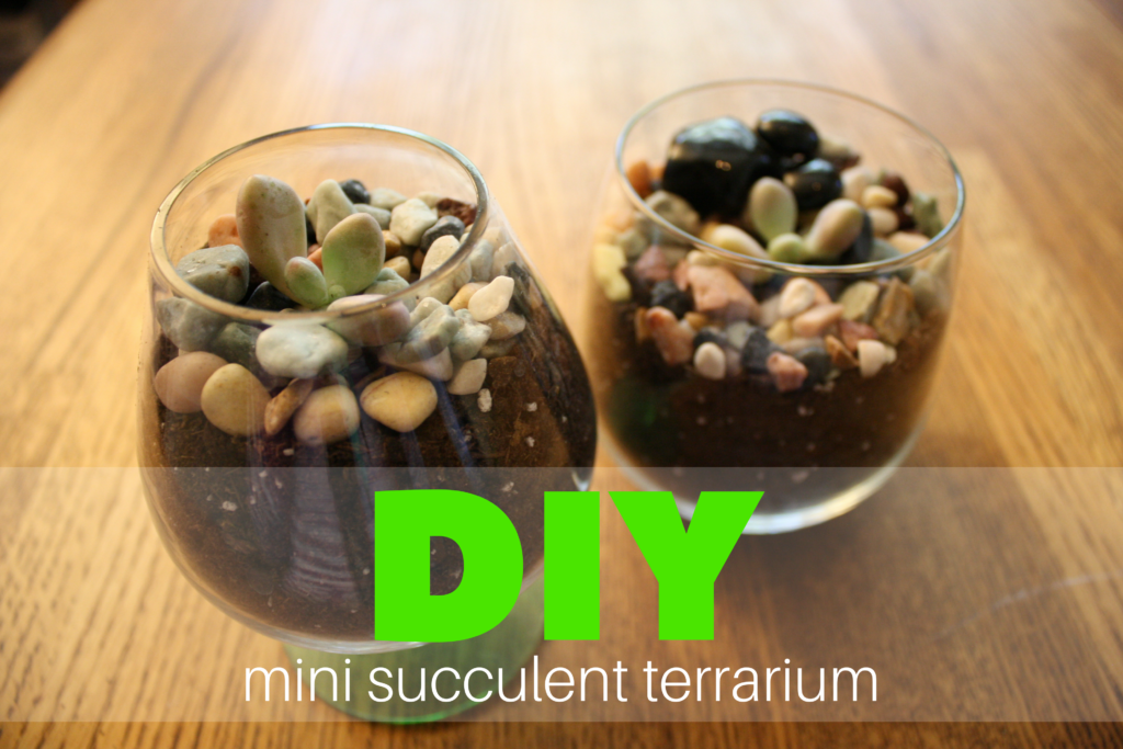 DIY mini succulent terrarium albuquerque moms blog