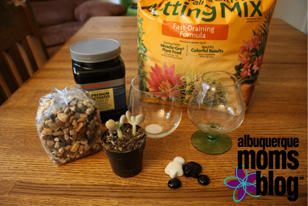 DIY mini succulent terrarium albuquerque moms blog