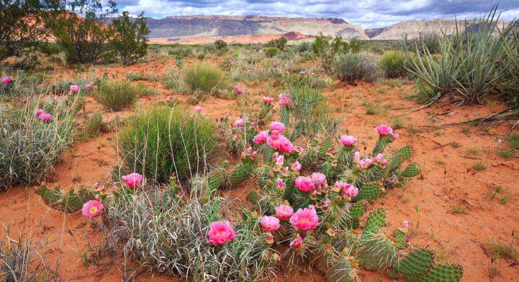 Bloom Where You Are Planted