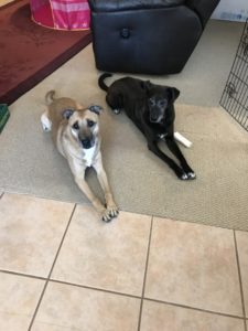 Resting Dogs