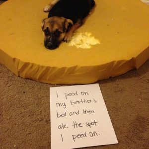 Pets