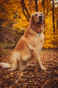 Dogs and kids post