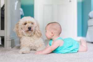 Dog and child safety, Albuquerque Moms Blog Dog and child safety, Albuquerque Moms Blog