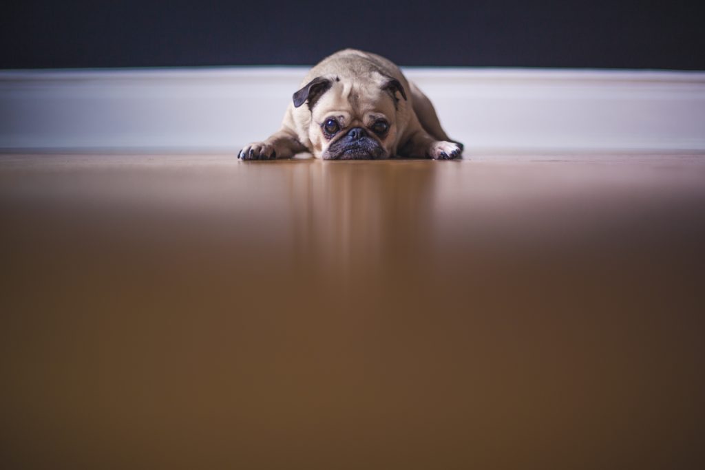 Make Time for Your Pets :: Albuquerque Moms Blog