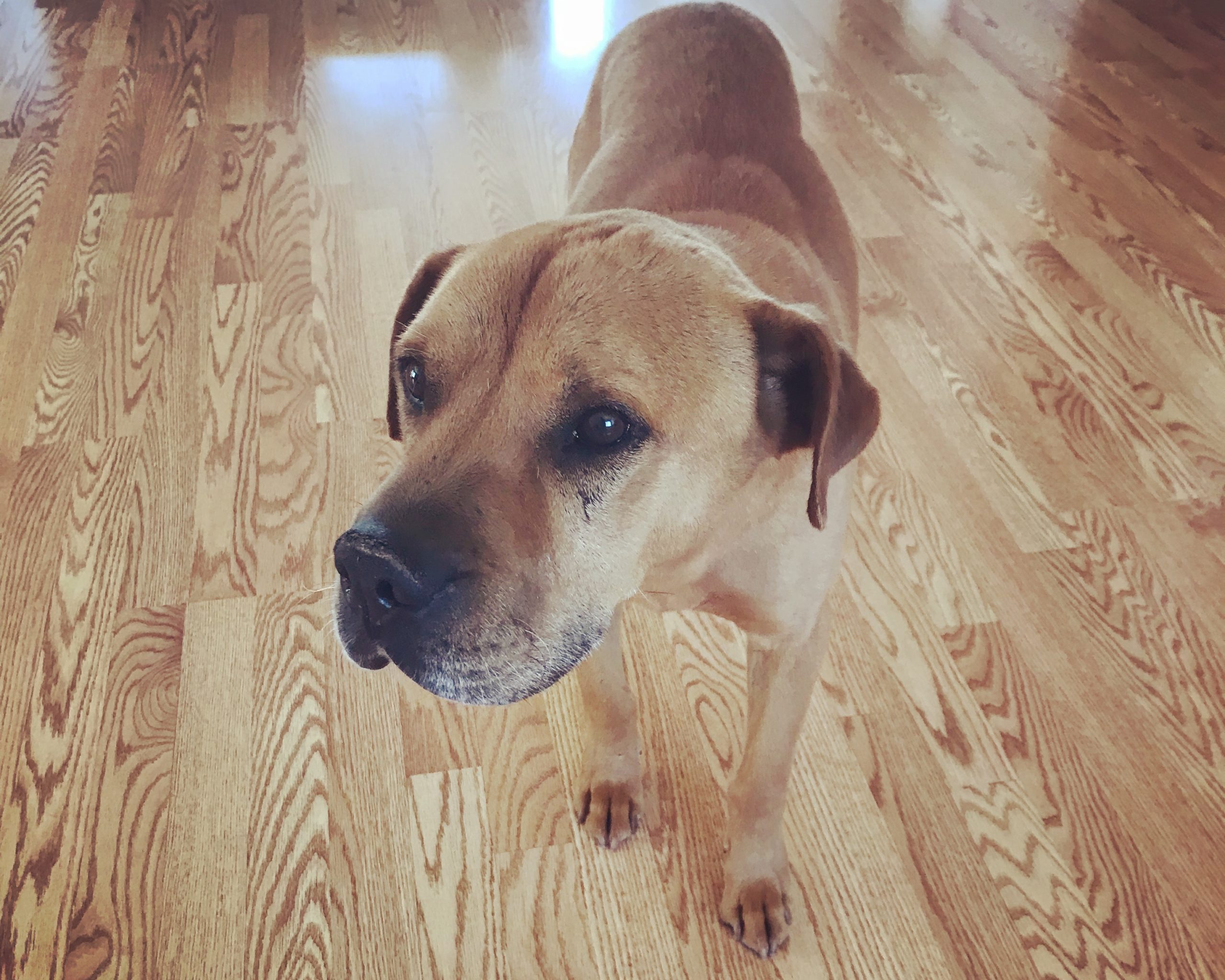 Helping a Child Through the Loss of a family pet, ABQ Moms