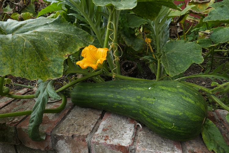 zucchini bread, ABQ Mom