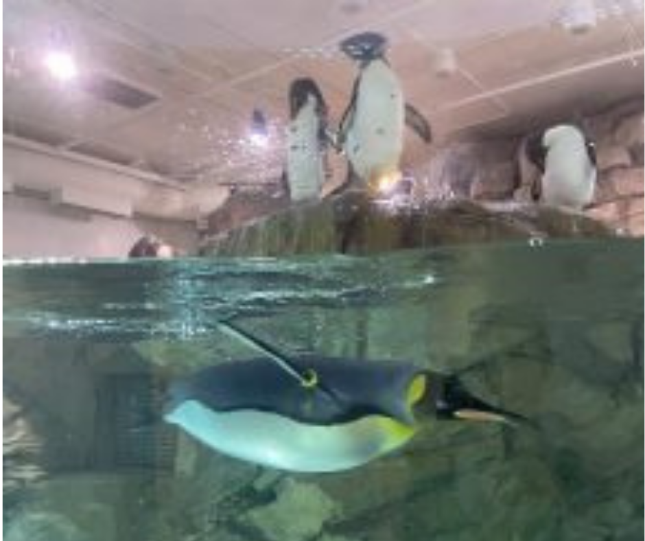 Impress Your Family with These Fun Animal Facts on Your Next Zoo Trip!