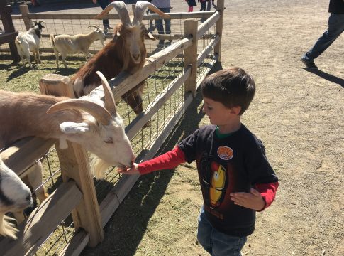 Ajay Goats