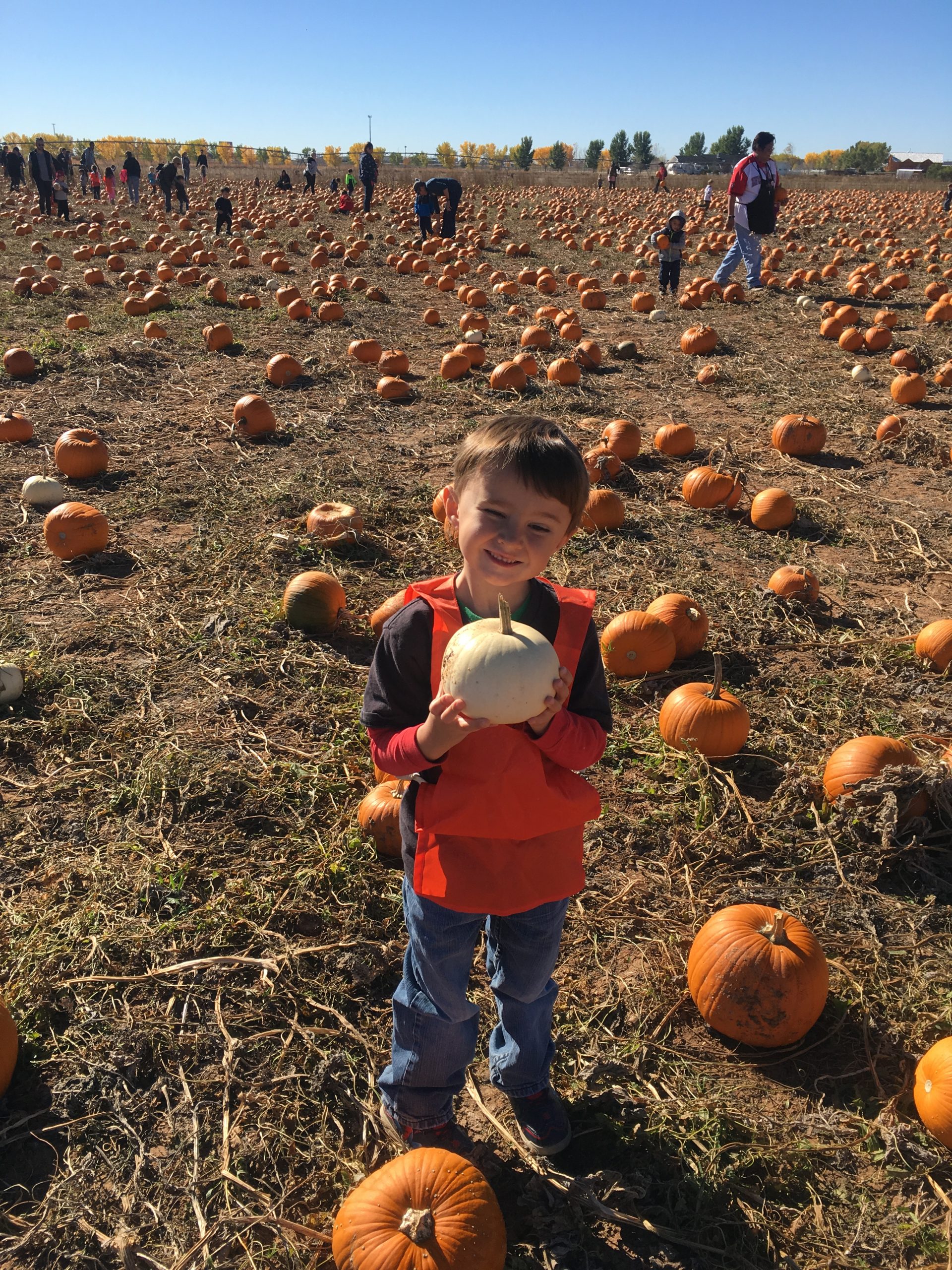 Ajay Pumpkin