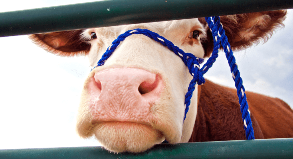 cow at the fair