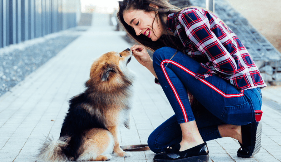 How to Train a Great Family Dog in 10 Minutes a Day