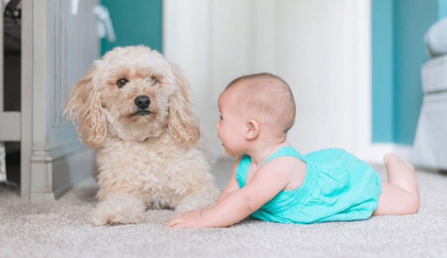 What's Wrong With This Picture? Let's Talk Safety Around Dogs!
