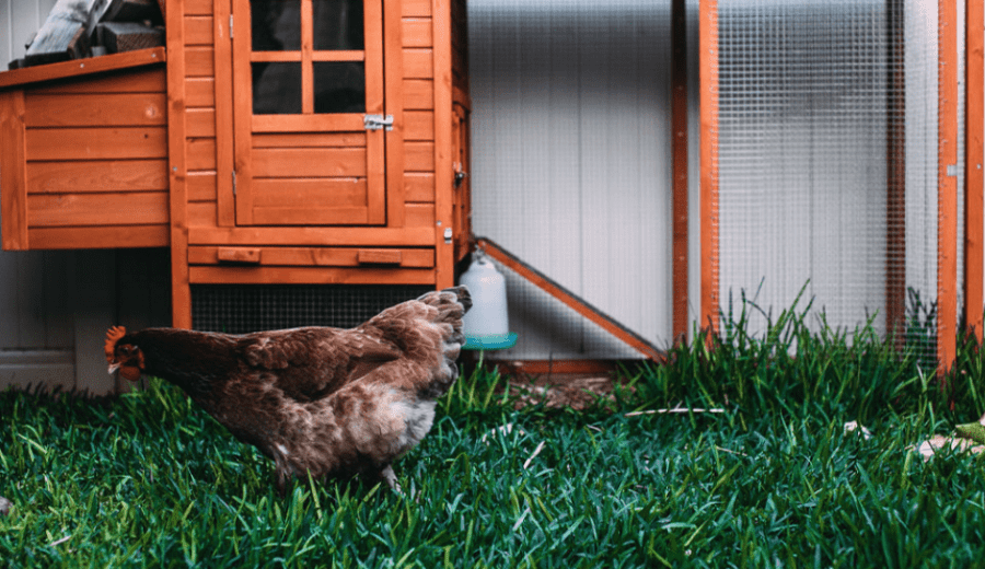 Backyard Chickens :: Fun for the Whole Family!