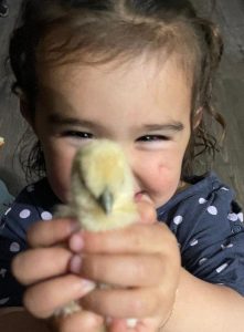 chickens