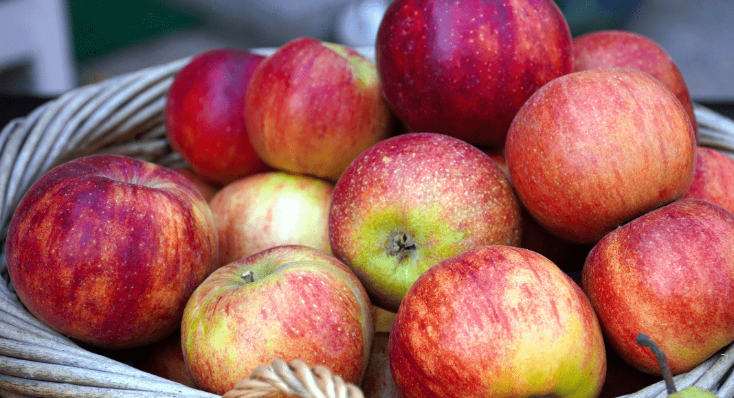Guide to Apple Orchards in the Albuquerque Area