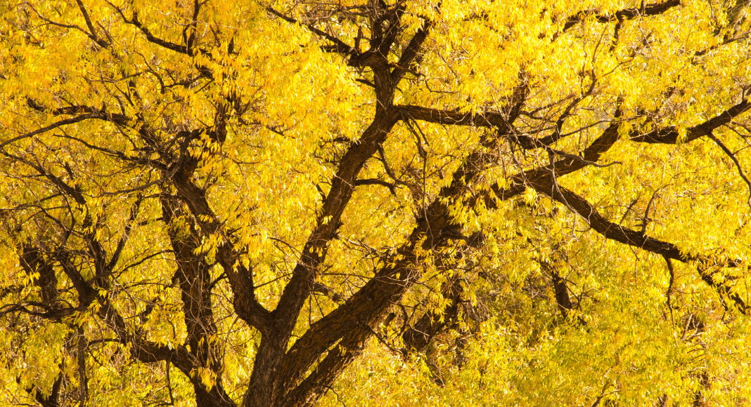 Where To See Fall Leaves In and Around Albuquerque