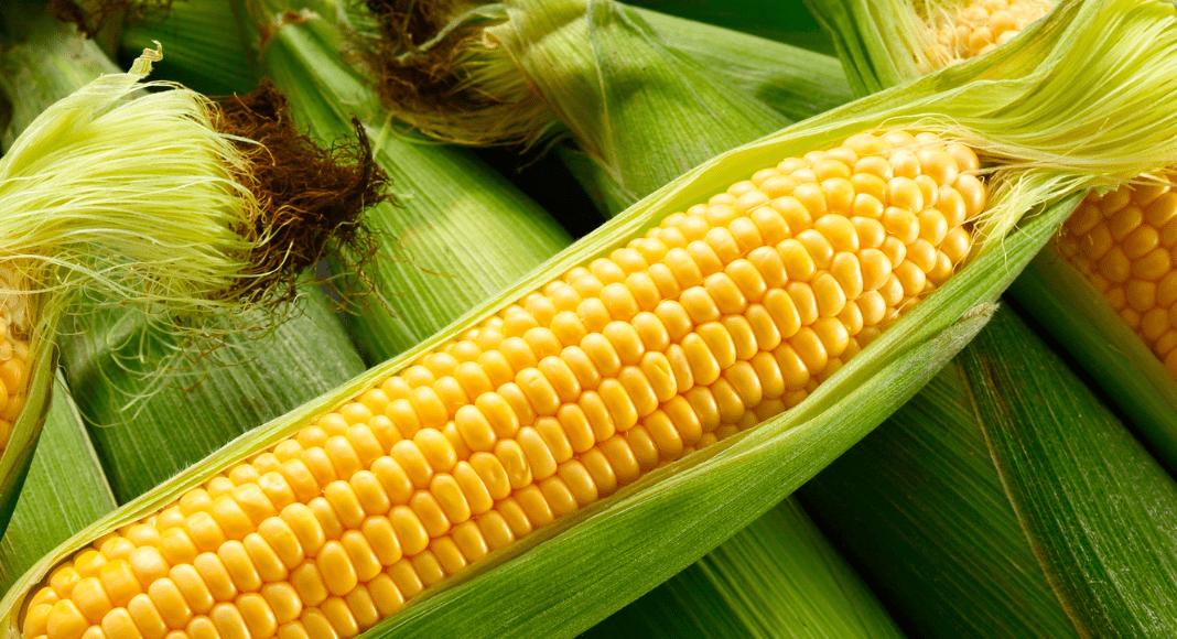 Guide to Corn Mazes in the Albuquerque Area