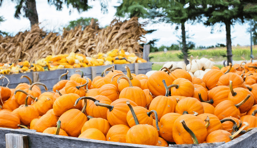Guide to Pumpkin Patches in the Albuquerque Area