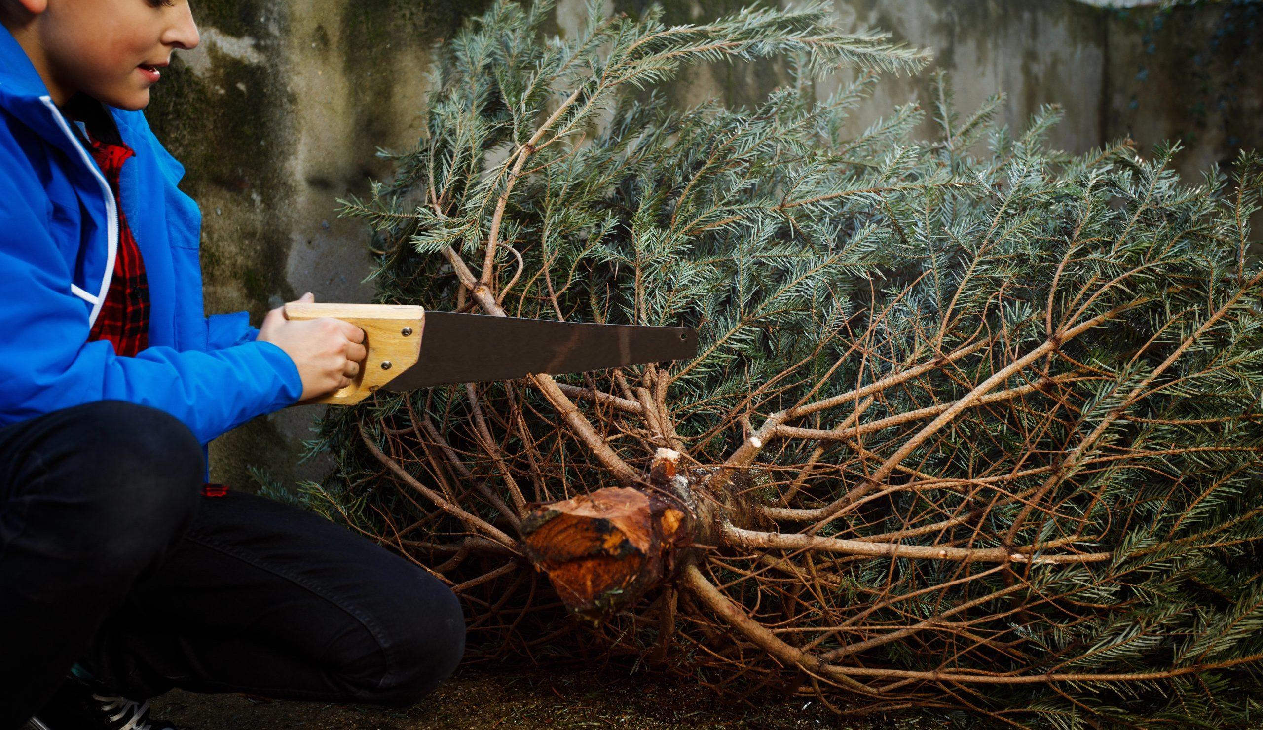 Where to cut down your own Christmas Tree near Albuquerque