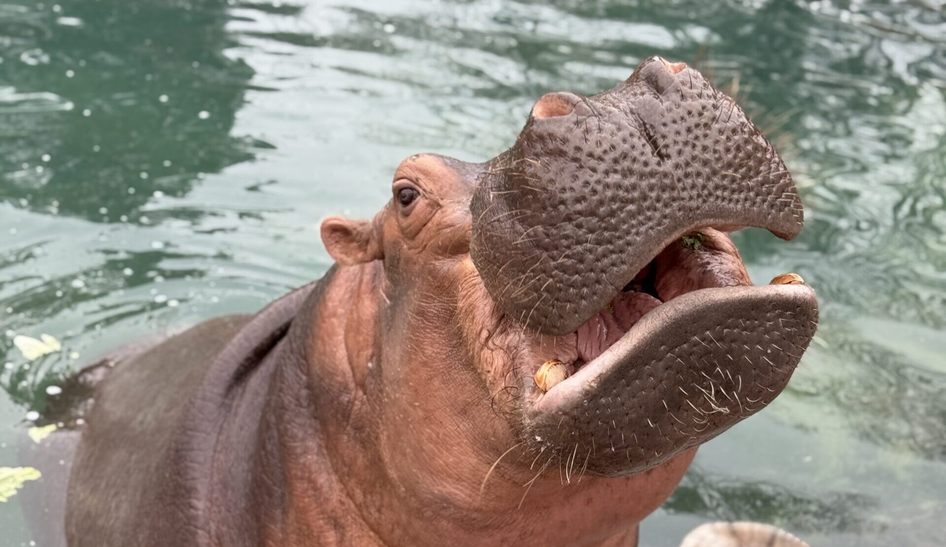 Winter at the Zoo