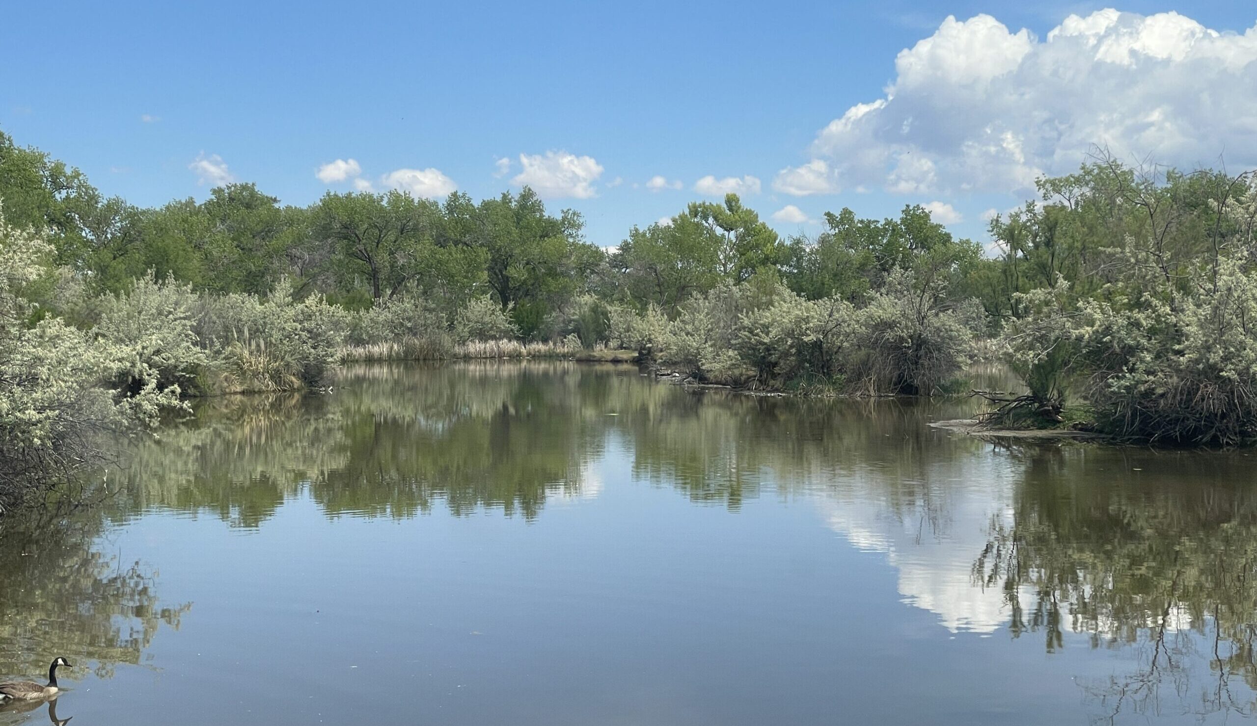 5 Walks and Hikes in ABQ to See Wildlife with Your Kids